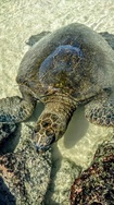 Honu (Turtle)